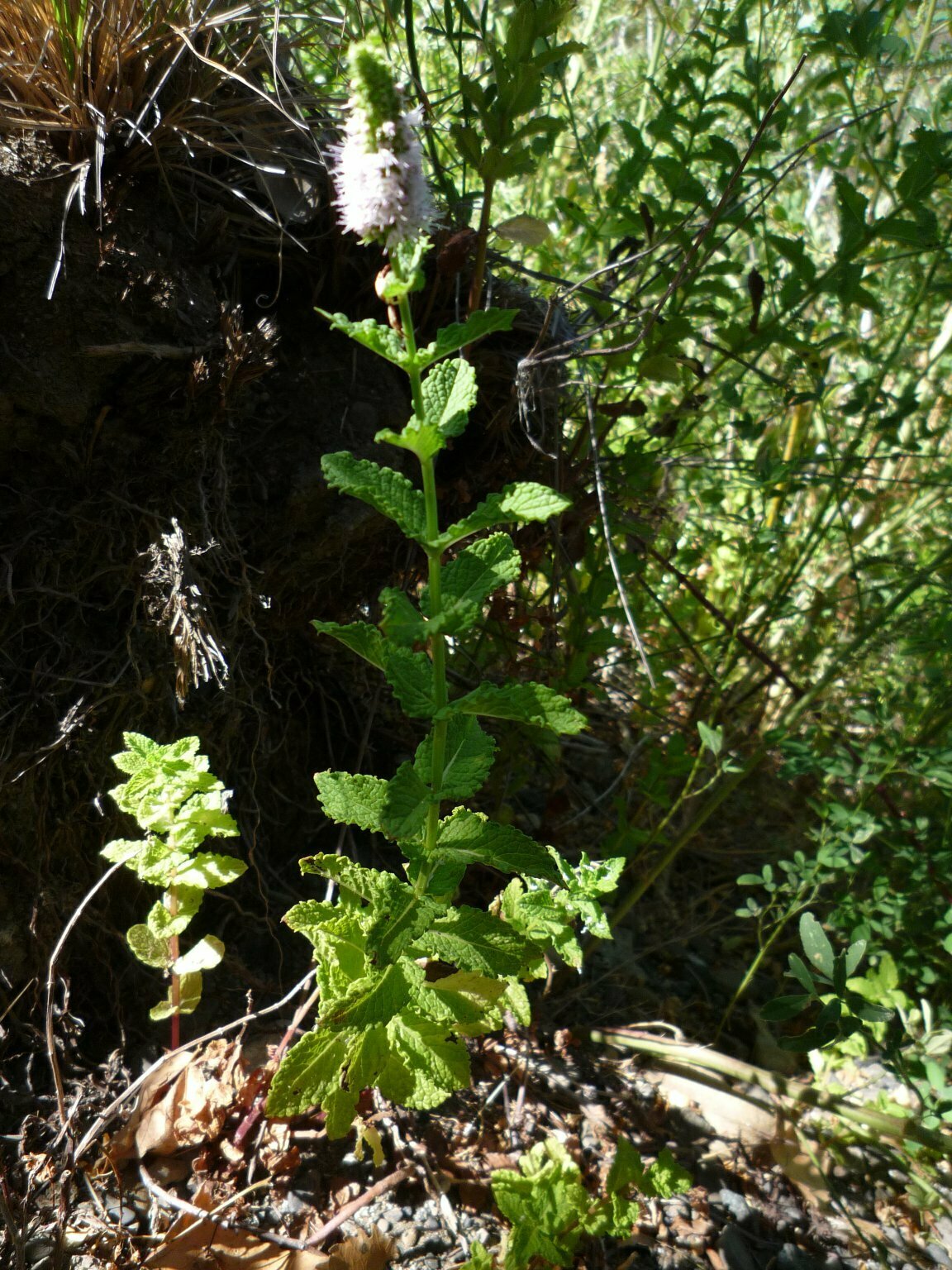 High Resolution Mentha spicata Plant